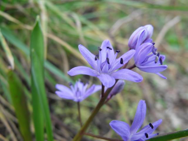 Palermo : Scilla bifolia  (Asparagales - Asparagaceae)